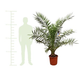 Große Kanarische Dattelpalme (ca. 180-200 cm) im braunen Topf. Kübelpflanze für Balkon und Terrasse.