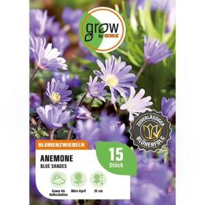 GROW by OBI Anemonen blanda Blue Shades Blau 15 Stück Anemone blanda