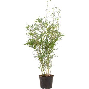 Gartenbambus "Campbell" Set à 60 Stück Höhe ca. 80 - 100 cm Fargesia robusta