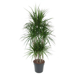 Drachenbaum 'Carousel', ca. 150cm hoch im Topf. Dekorative Zimmerpflanze mit grünen Blättern.