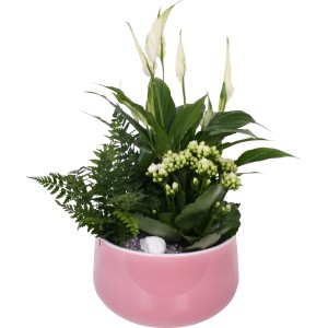 Arrangement mit Einblatt, Flammendem Käthchen und Farn im rosa Keramiktopf.