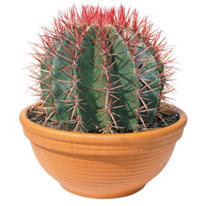 Kugelförmiger Kaktus mit roten Stacheln im Terrakotta-Topf, Topf-Ø ca. 24 cm.
