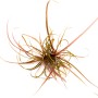 Dennerle Helanthium tenellum Red, rötliche Aquariumpflanze für den Vordergrund, 3-5 cm.