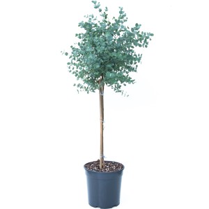 GROW by OBI Eukalyptus Azura Höhe ca. 50 -60 cm Topf ca. 5 l Eucalyptus gunnii