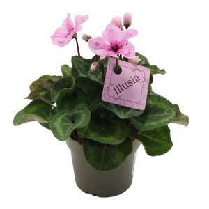 Alpenveilchen Illusia Outdoor im Topf, rosa Blüten und grüne Blätter.