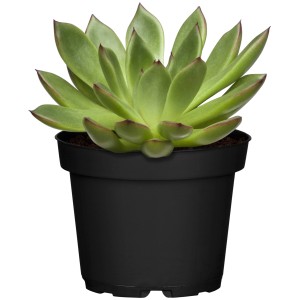 Agaven-Echeverie im Topf, ca. 10 cm hoch. Sukkulente mit grünen Blättern und roten Spitzen.