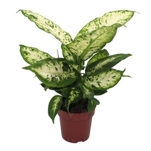 Kompakte Dieffenbachie (Dieffenbachia maculata) im Topf, grüne Blätter mit weiß-gelben Flecken.