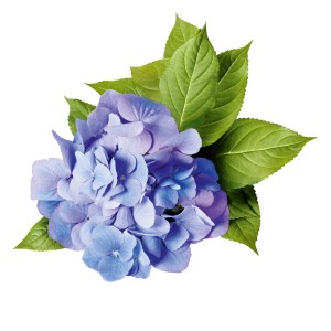 Blaue GROW by OBI Hortensie Bloombuster mit grünen Blättern, ca. 30-40 cm hoch.