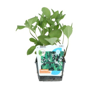 Fieberklee Topf-Ø ca. 18 cm Menyanthes trifoliata