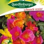 Quedlinburger Portulakröschen Blumensamen, einfach blühende Mischung in Gelb, Orange und Pink.