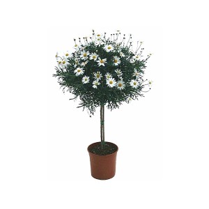 Strauchmargerite Stamm, weiße Blüten im Topf, ca. 60 cm hoch. Blühende Kübelpflanze für Balkon und Terrasse.