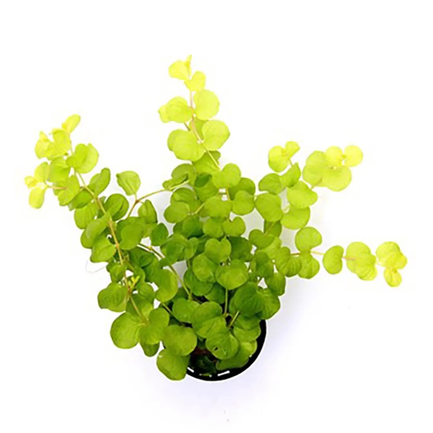 Pfennigkraut "Aurea" Topf- ca. 11 cm Lysimachia nummularia kaufen bei OBI
