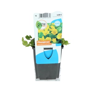 Pfennigkraut Gelb Topf-Ø ca. 9 cm Lysimachia nummularia