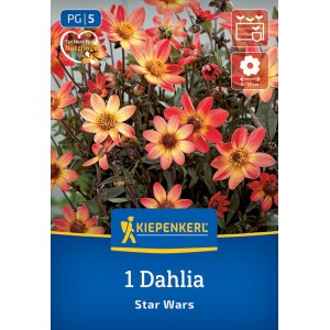 Kiepenkerl Blumenzwiebeln Dunkellaubige Beetdahlie Star Wars
