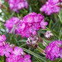 Nahaufnahme der rosa blühenden Strand-Grasnelke (Armeria maritima) im Topf, ideal für Steingärten.