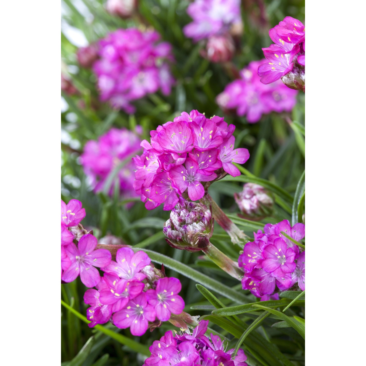Nahaufnahme der rosa blühenden Strand-Grasnelke (Armeria maritima) im Topf, ideal für Steingärten.