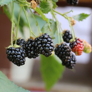 Reife, dunkle Blu Brombeeren (Rubus fructicosus) am Strauch im Garten.