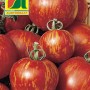 Saatgut Tomaten Tigerella: Rot-orange gestreifte Tomatensorte für den Garten.