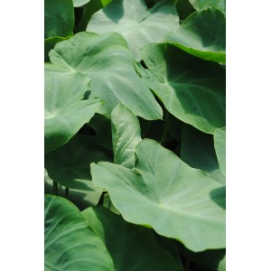 Detailaufnahme von grünen Elefantenohr-Blättern (Colocasia) im Topf, ideal für den Gartenteich.