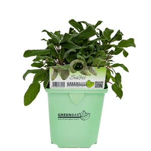 Salbei (Salvia officinalis) im Topf, ein Küchenkräuter Klassiker für Garten und Küche.