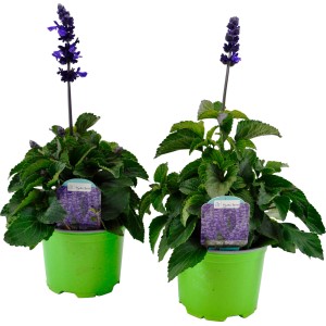 Zwei Ziersalbei Mysty Blau im Topf, ideal für Balkon und Garten.