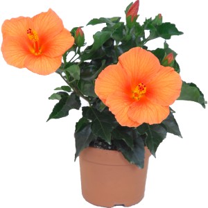 Orangefarbener Roseneibisch HibisQs im Topf, eine blühende Zimmerpflanze von GROW by OBI.