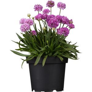 Grasnelke 'Dreameria' im Topf, rosa Blüten, grüne Blätter. Stehpflanze für Beet und Kübel.