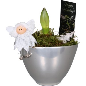 Arrangement Amaryllis in Keramik Topf-Ø ca. 14 cm