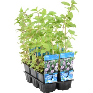 Bach-Minze (Mentha aquatica) im Topf, violette Blüten, grüne Blätter. Teichpflanze für den Gartenteich.