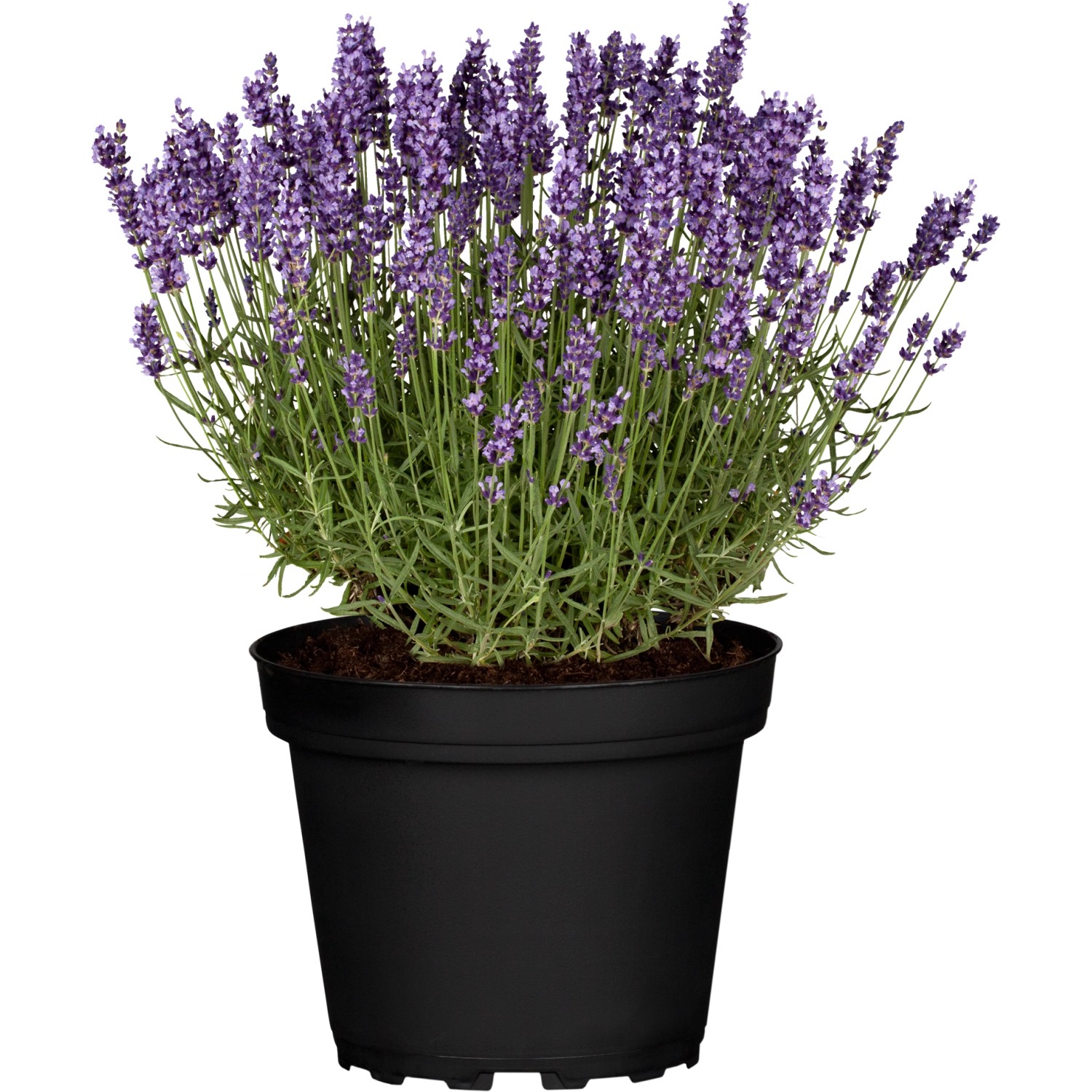 OBI Lavendel TopfØ ca. 17 cm Lavandula augustifolia kaufen bei OBI