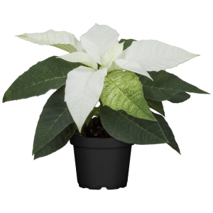 Weihnachtsstern Weiß Höhe ca. 15 - 20 cm Topf-Ø ca. 9 cm Euphorbia pulcherrima