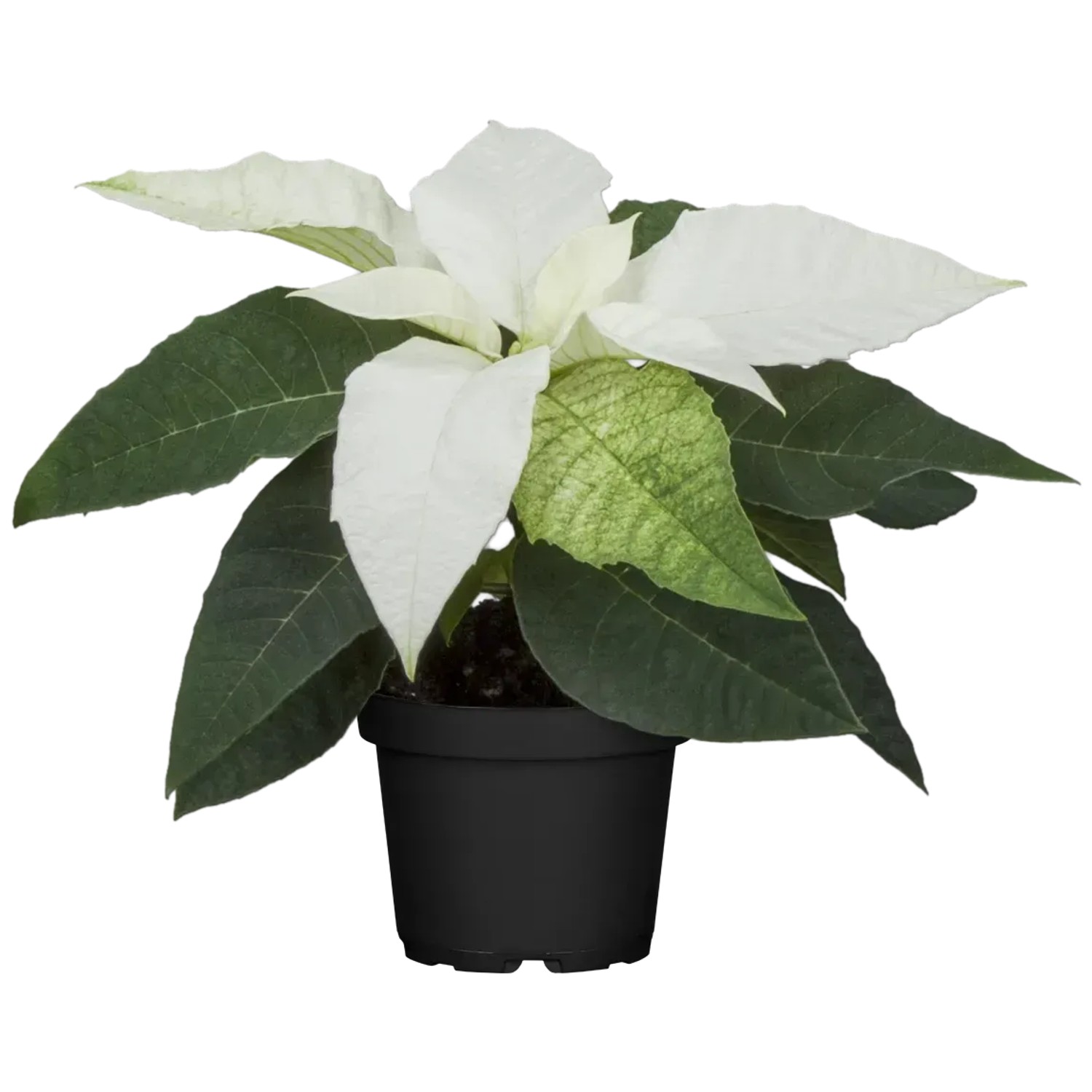 Weihnachtsstern Wei Hhe ca. 15 - 20 cm Topf- ca. 9 cm Euphorbia  pulcherrima kaufen bei OBI