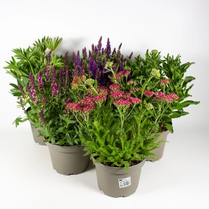 Stauden Mix Premium 40 cm