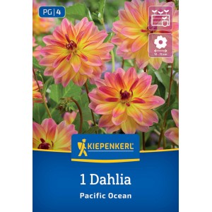 Kiepenkerl Blumenzwiebeln Dekorative Dahlie Pacific Ocean