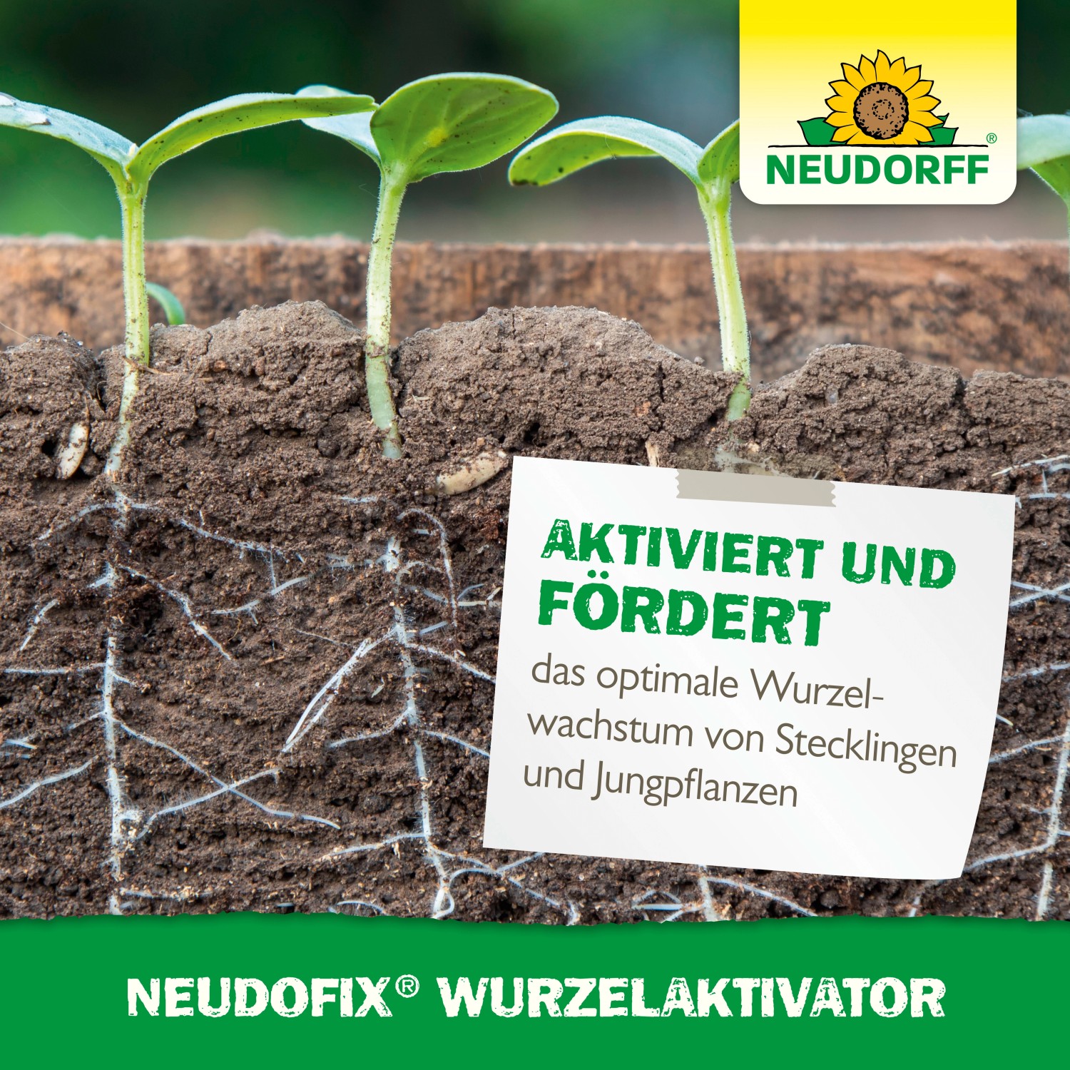Neudorff Neudofix Wurzel-Aktivator: Jungpflanzen mit starkem Wurzelwachstum im Boden.