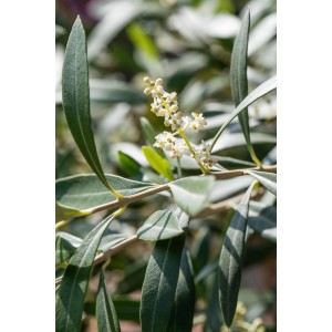 Detailaufnahme eines blühenden Olivenbaum-Stamms (Olea) von GROW by OBI mit grünen Blättern.