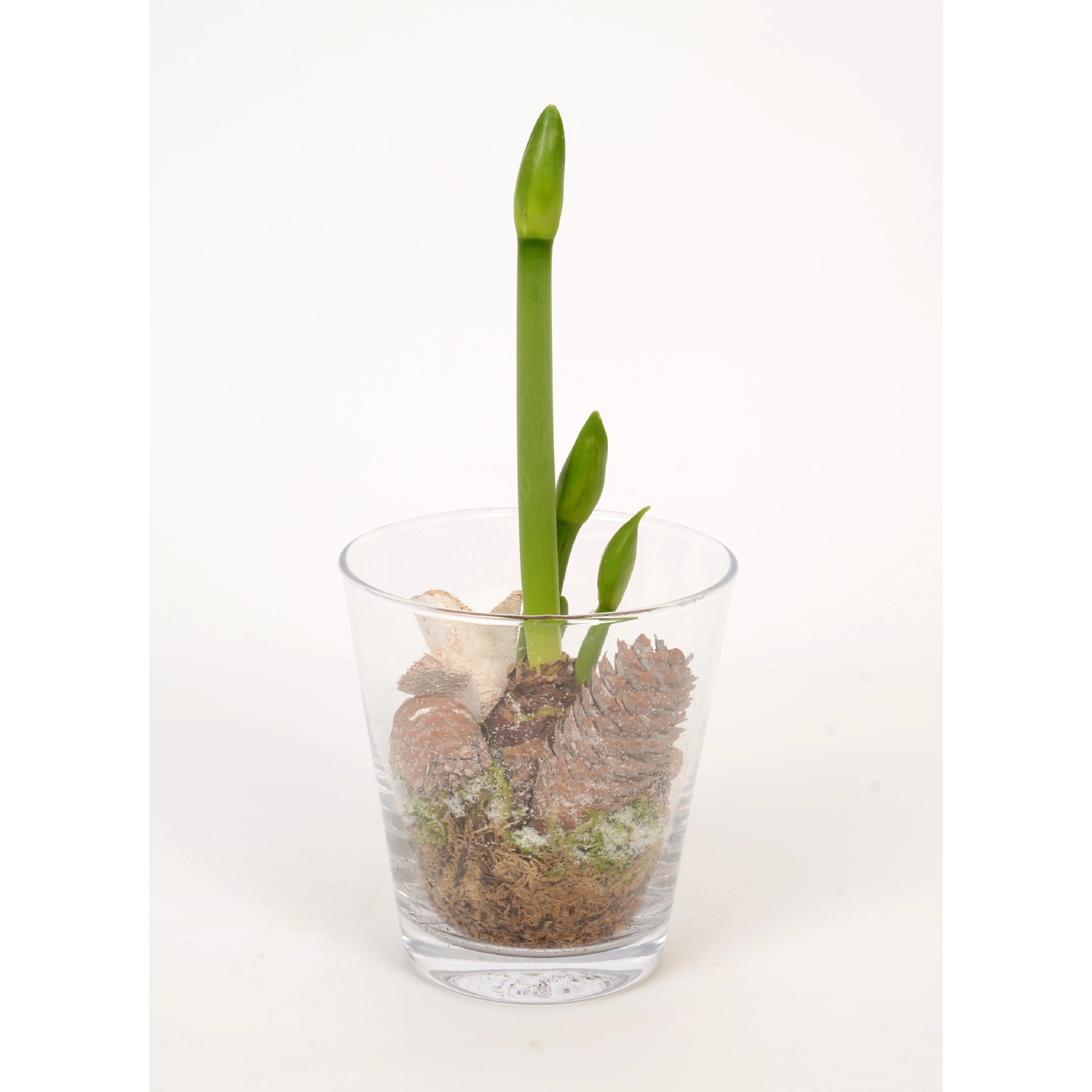 Amaryllis im GlasGefäß TopfØ ca. 15 cm kaufen bei OBI