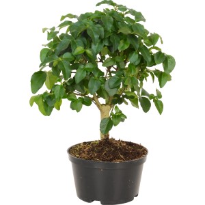 Zimmerbonsai im Topf (ca. 10 cm Ø) mit grünen Blättern, verschiedene Sorten.