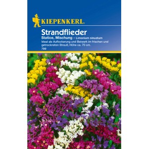 Kiepenkerl Strandflieder "Statice-Mischung" Mehrfarbig