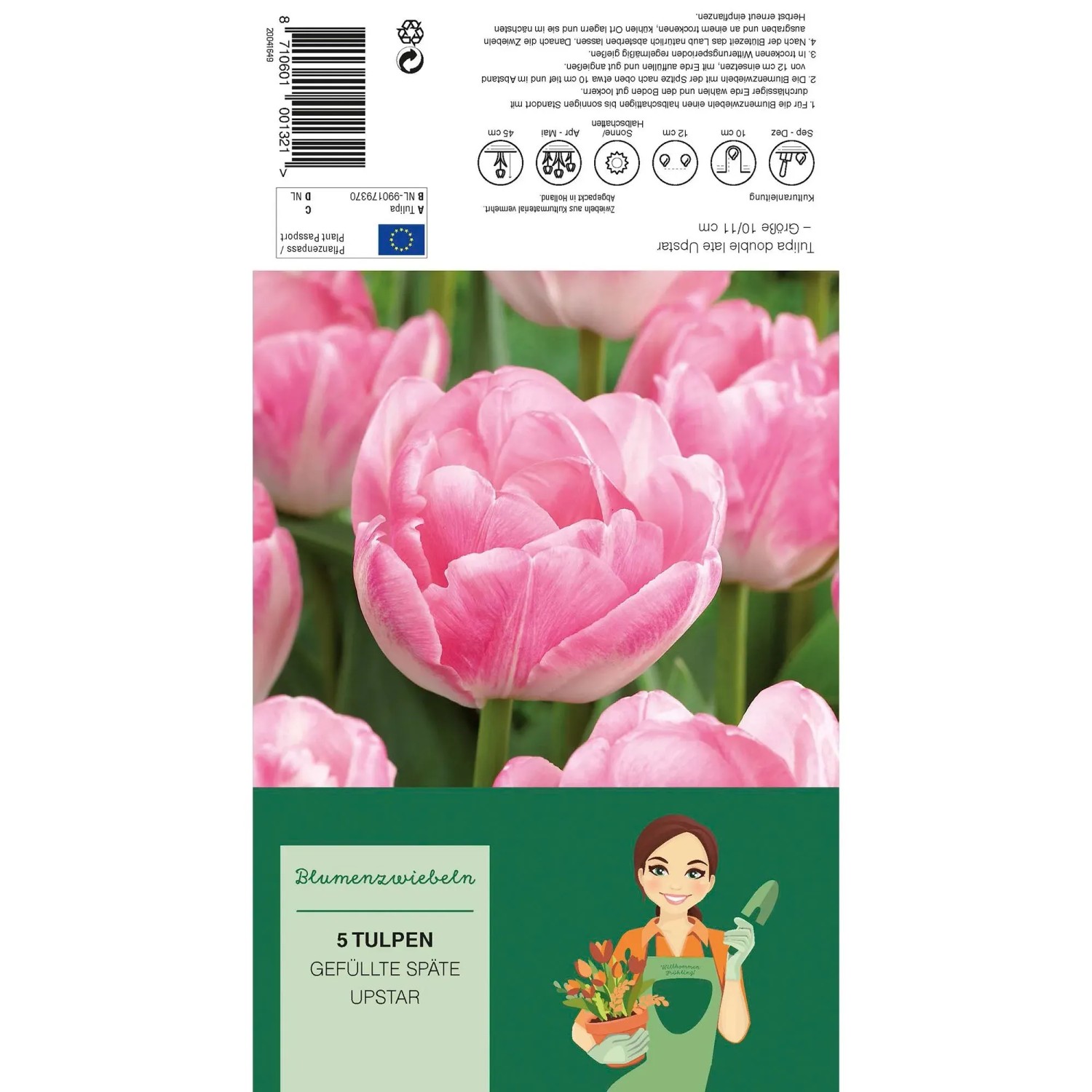 Rosa-weiße Pfingstrosen-Tulpe Upstar, gefüllte Blüte, ideal für Beet und Vase.