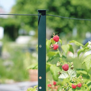 Grüner bellissa Pflanzstab Timo mit Drahtseil als Rankhilfe für Himbeeren mit roten Früchten im Garten.