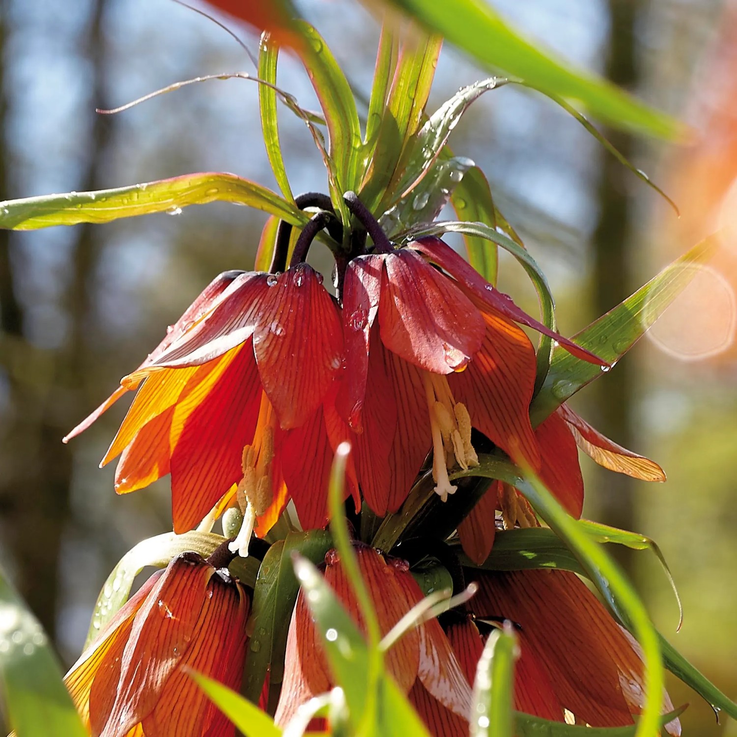 Leuchtend rote Kaiserkrone Rubra (Fritillaria imperialis) im Gartenbeet.
