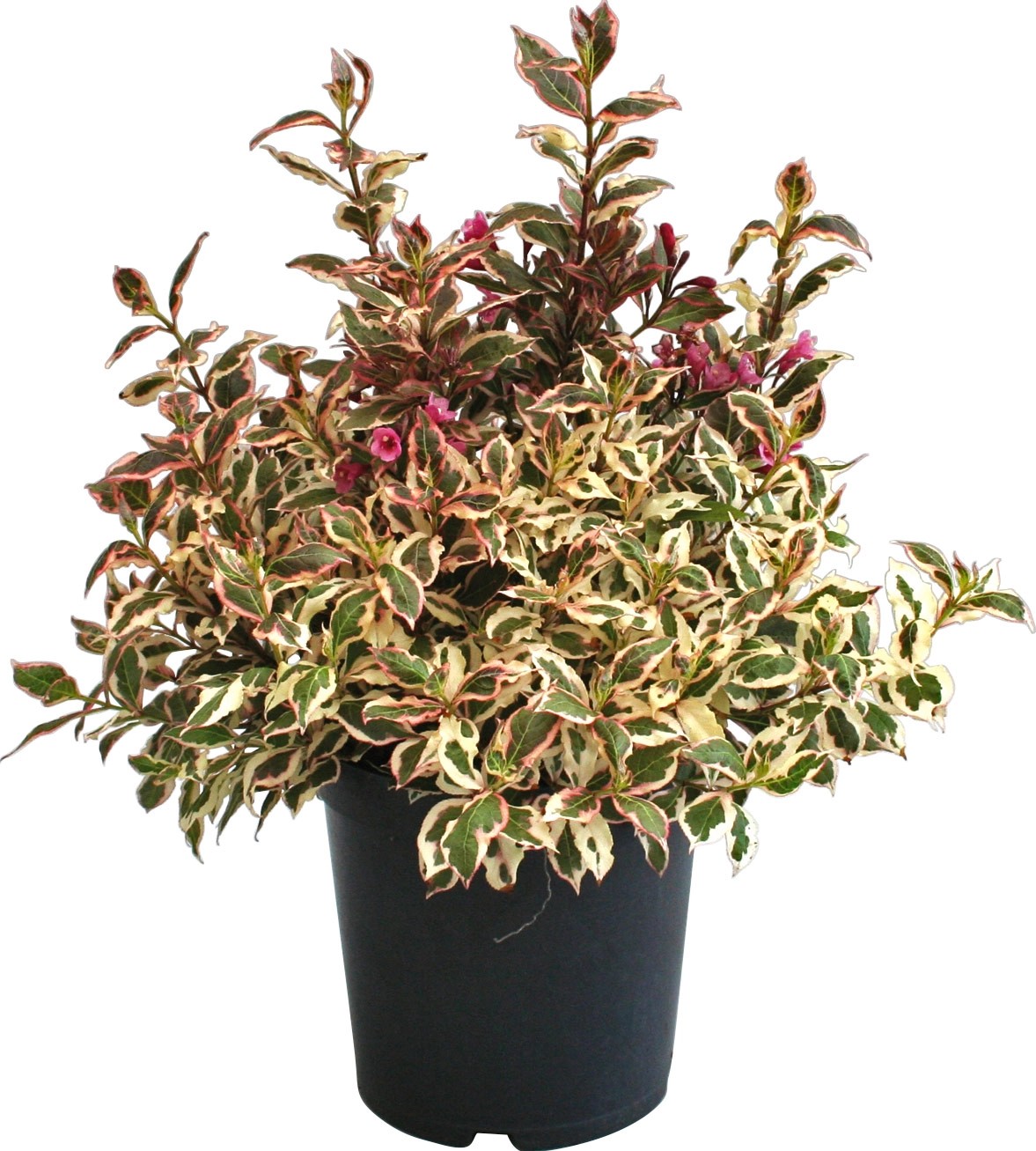 ZwergWeigelie "Laubschön" Höhe ca. 40 50 cm Topf ca. 7,5 l Weigela