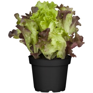 Salat Lollo Mix Duo im Topf: Roter und grüner Pflücksalat, ideal für Beet und Balkon.