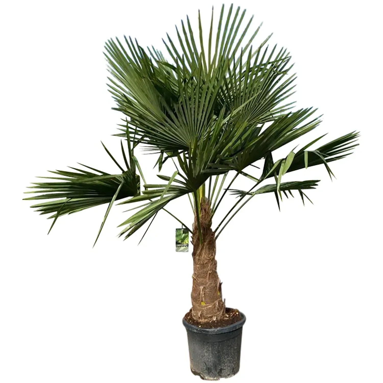 GROW by OBI Hanfpalme XXL ca. 140