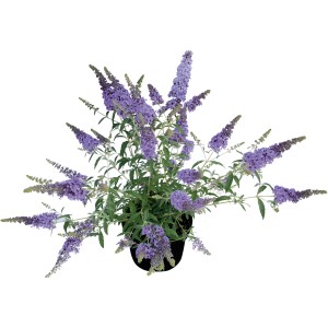 Zwerg-Sommerflieder "Buzz" Höhe ca. 30 - 40 cm Topf ca. 3,4 l Buddleja davidii