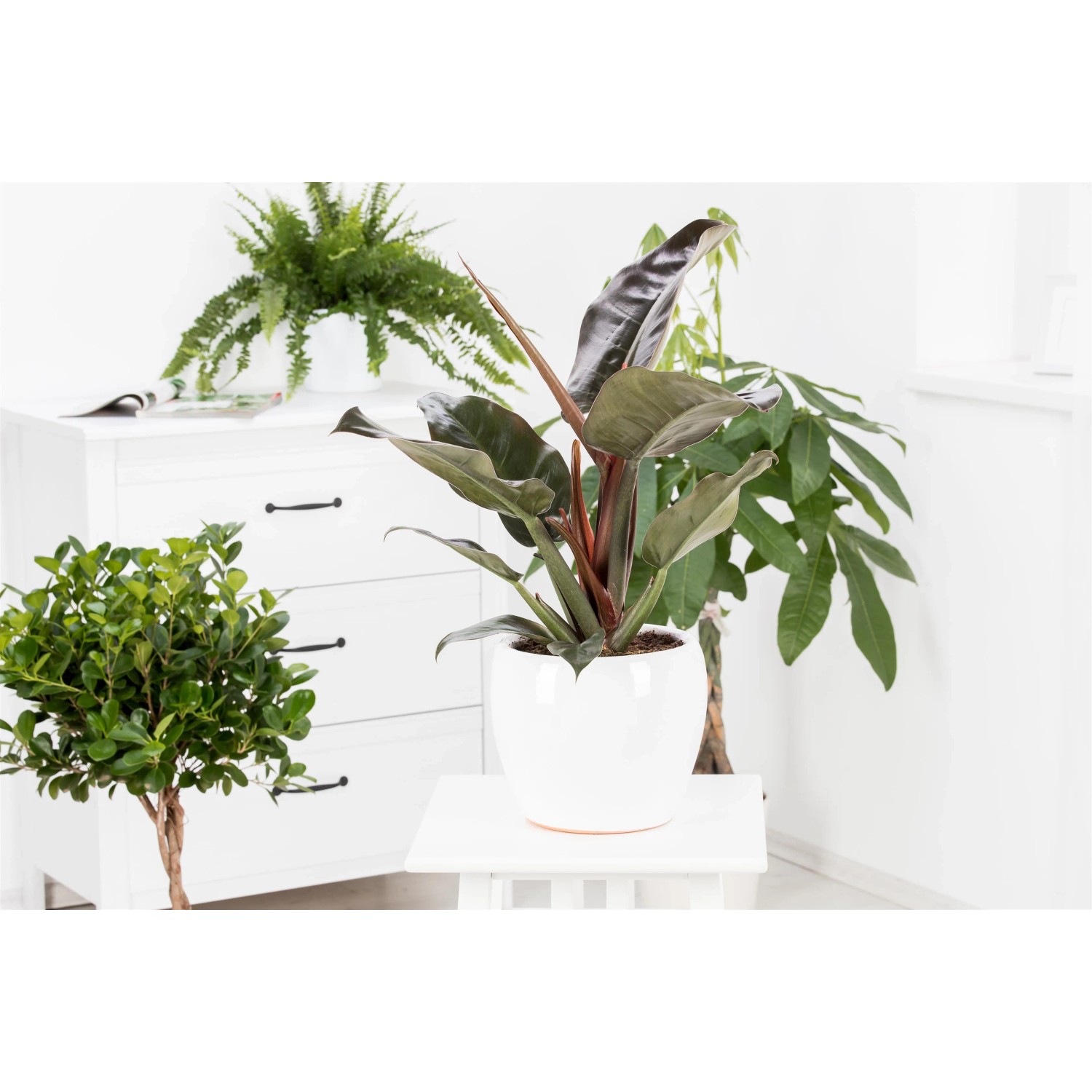 Philodendron 'New Red' Pyramide (Baumfreund) Hhe ca. 75 cm Topf- ca. 19  cm kaufen bei OBI