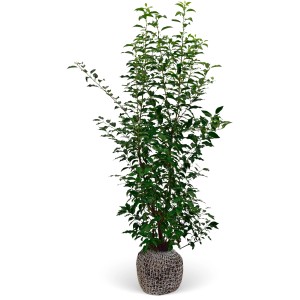 Kirschlorbeer "Angustifolia" Set à 10 Stück Höhe ca. 150-175cm Prunus lusitanica