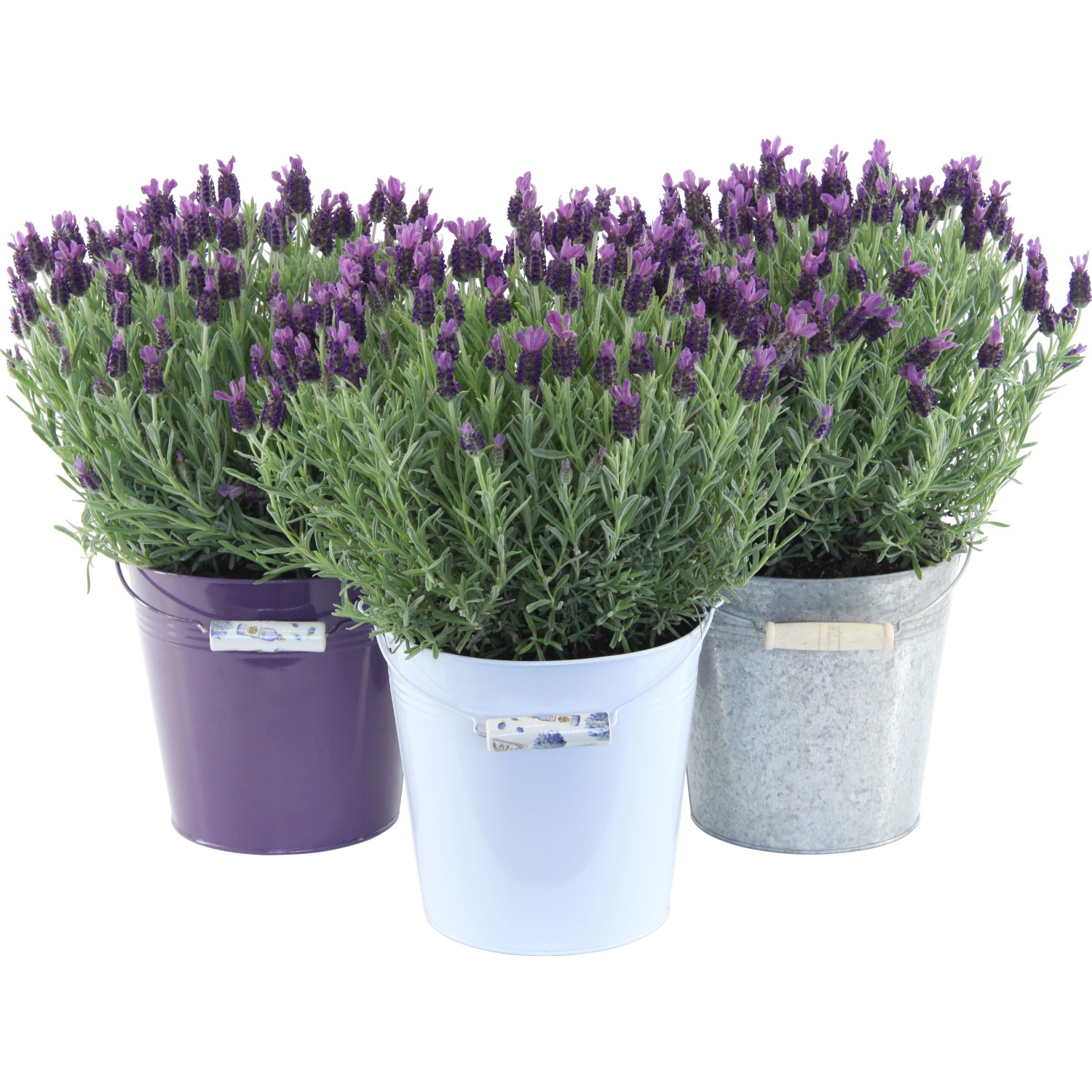 OBI Lavendel "Anouk" im ZinkÜbertopf TopfØ ca. 19 cm Lavandula