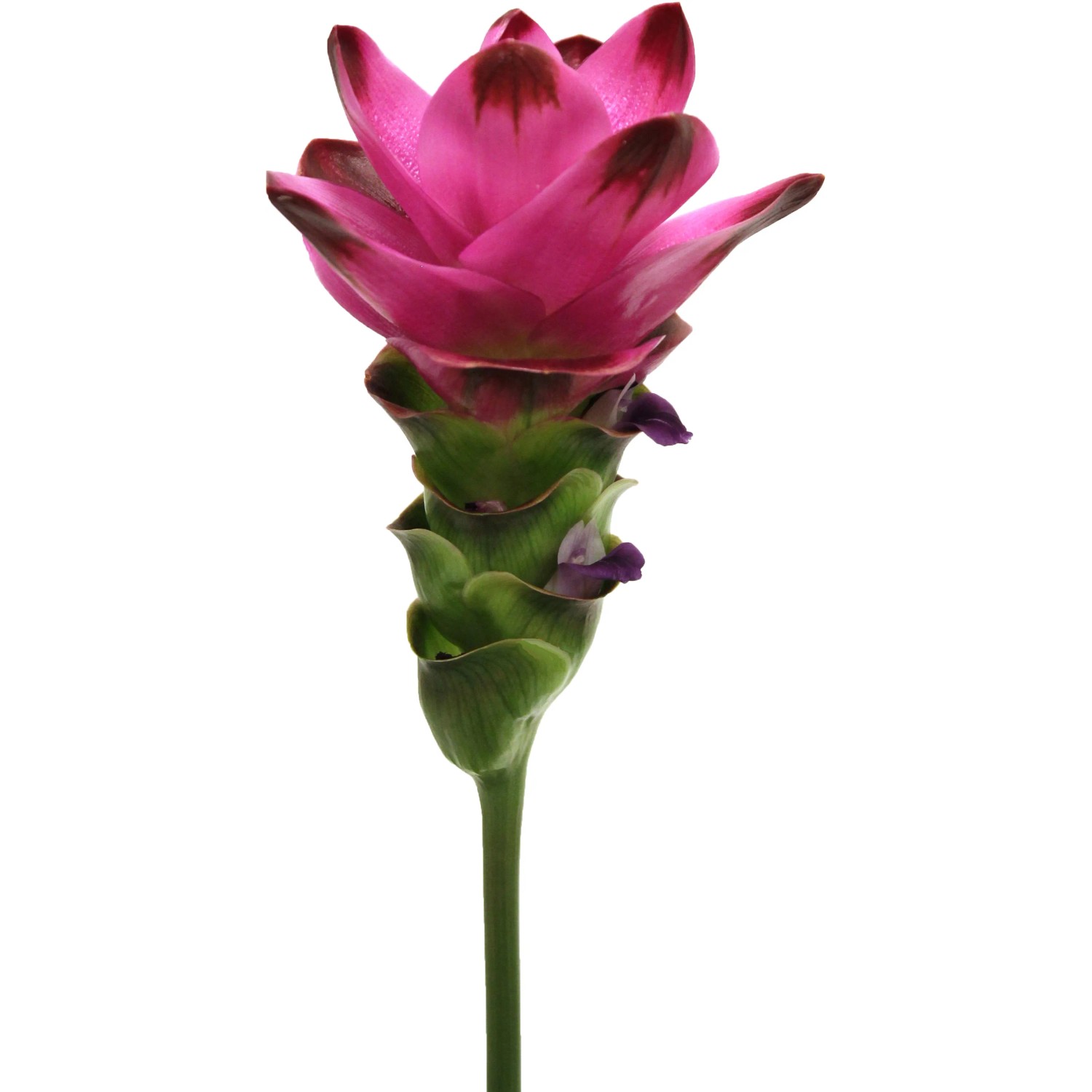 GROW by OBI Indische Safranwurz Siam Splash Rosa-Rot Topf  ca. 14 cm  Curcuma kaufen bei OBI